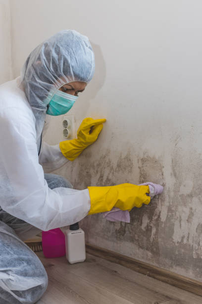  Monument, CO Mold Removal Pros