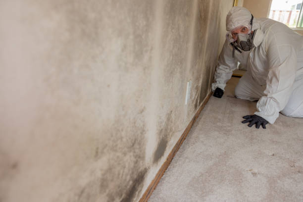 Best Comprehensive Air Testing for Mold Contaminants  in Monument, CO